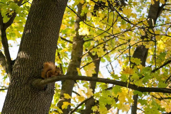 Czerwona Wiewiórka Siedzi Gałęzi Zjada Orzecha Jesiennym Lesie — Zdjęcie stockowe