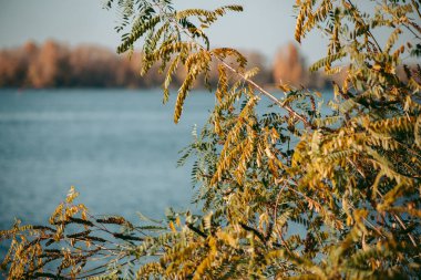 İlkbaharda ormanda parlak sarı yapraklar
