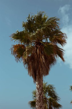 İspanya sahillerinde palmiye ağaçları