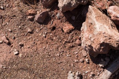 Kırmızı topraklarda karıncalar bir karınca tepesi oluşturur