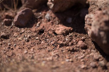 Kırmızı topraklarda karıncalar bir karınca tepesi oluşturur