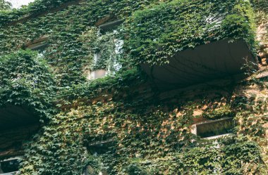 Evin ön cephesine tırmanan bitkiler.