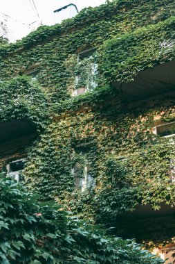 Evin ön cephesine tırmanan bitkiler.