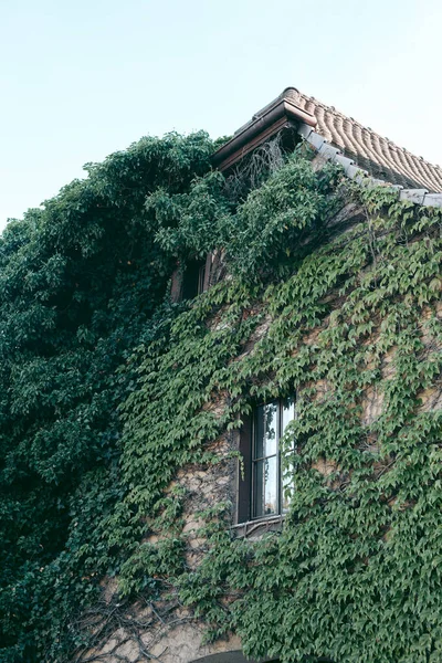 Ivy Una Antigua Casa Estilo Europeo Occidental — Foto de Stock