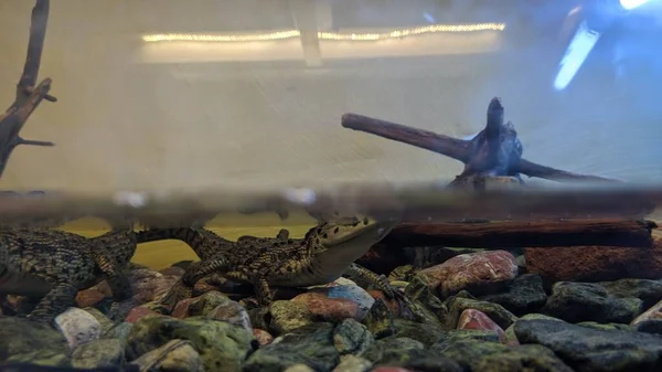 Cocodrilo Pequeño Terrario Con Agua —  Fotos de Stock