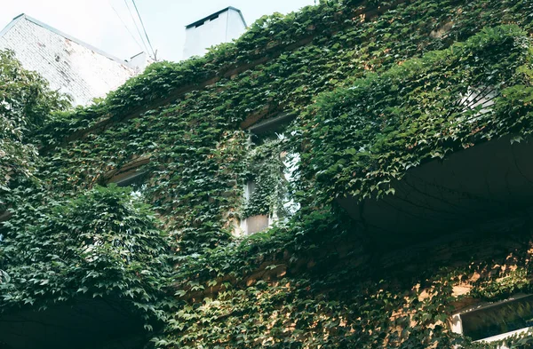 Evin ön cephesine tırmanan bitkiler.