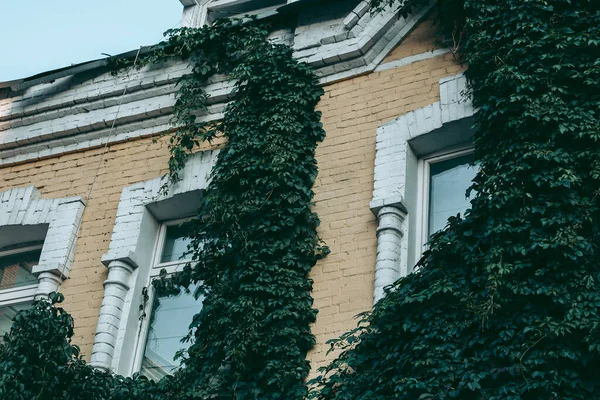 Klätterväxter Fasaden Huset — Stockfoto