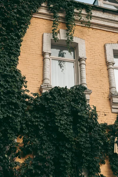 Klätterväxter Fasaden Huset — Stockfoto