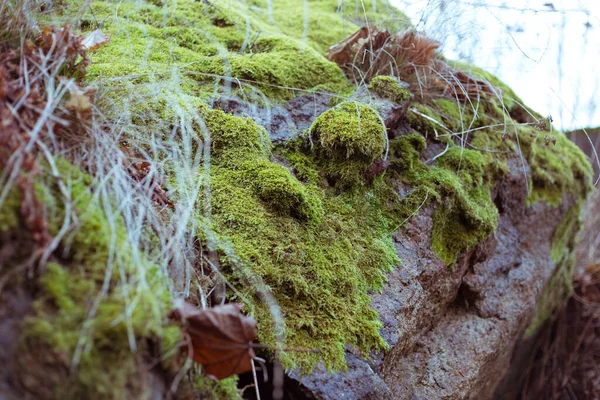Doğadaki Bir Ormanda Islak Bir Taşın Üzerinde Kalıp — Stok fotoğraf
