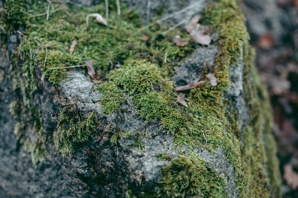 Doğadaki Bir Ormanda Islak Bir Taşın Üzerinde Kalıp — Stok fotoğraf