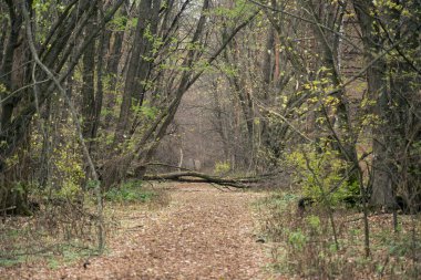 Çernobil 'deki Pripyat' ta sonbahar ormanı