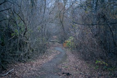 Çernobil 'deki Pripyat' ta sonbahar ormanı