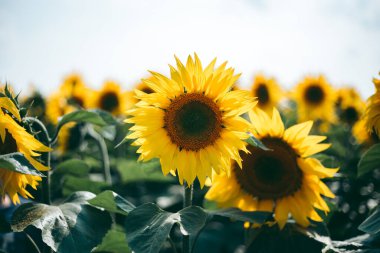 Yazın güneşli bir günde ayçiçeği tarlası