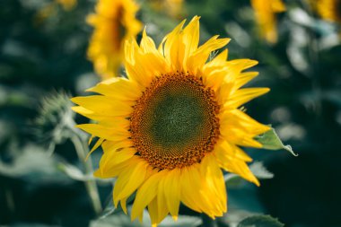 Yazın güneşli bir günde ayçiçeği tarlası