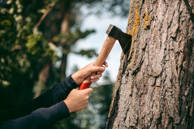 Ağaca saplanmış kırmızı tahta saplı balta.