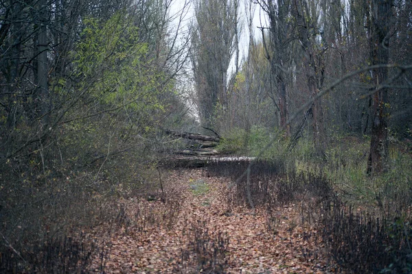 Bosque Otoño Pripyat Chernobyl —  Fotos de Stock