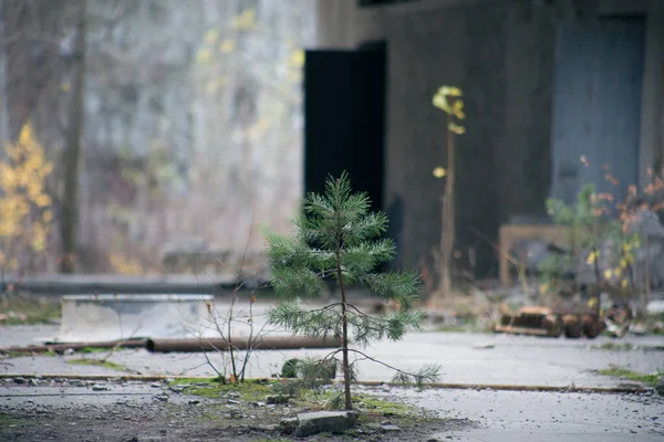 Старое Заброшенное Здание Припяти Чернобыле — стоковое фото
