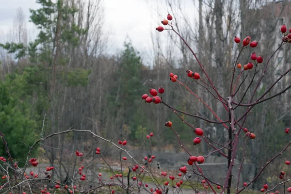 Rosehip Bush Pripyat Chernobyl — Stock Photo, Image