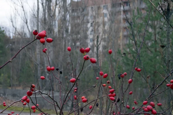 Arbusto Rosa Mosqueta Pripyat Chernobyl —  Fotos de Stock