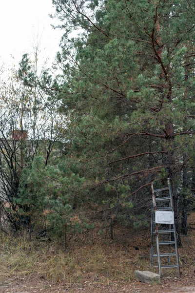 Осенний Лес Припяти Чернобыле — стоковое фото