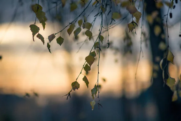 Schöner Sonnenuntergang Pripjat Bei Tschernobyl — Stockfoto