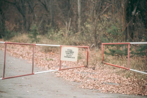 Осенний Лес Припяти Чернобыле — стоковое фото