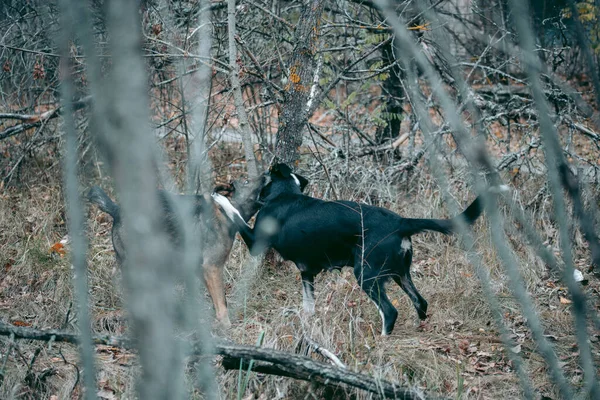 Ein Streunender Hund Pripjat Tschernobyl — Stockfoto