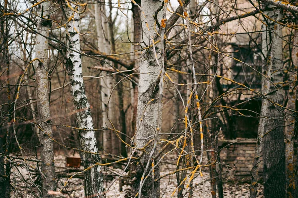 Осінній Ліс Прип Яті Чорнобилі — стокове фото
