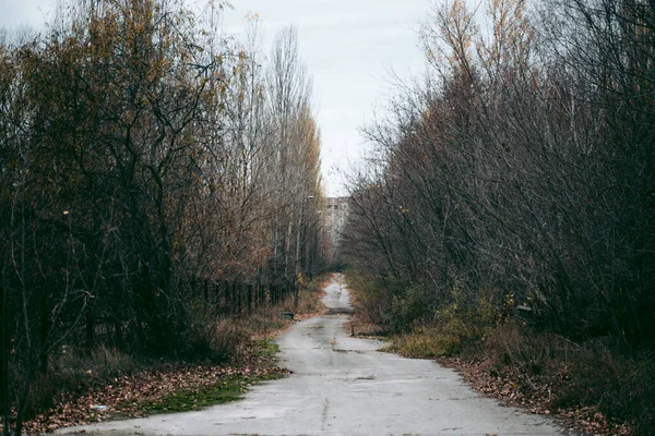Floresta Outono Pripyat Chernobyl — Fotografia de Stock