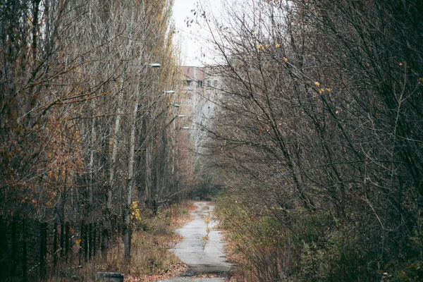 Çernobil Deki Pripyat Sonbahar Ormanı — Stok fotoğraf