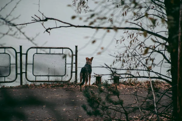 Ein Streunender Hund Pripjat Tschernobyl — Stockfoto