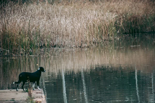 Chien Errant Dans Pripyat Tchernobyl — Photo