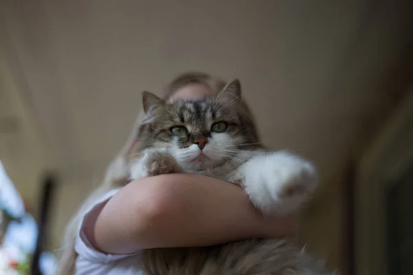 Little Girl Holding Fluffy Cat Her Arms — Stock Photo, Image