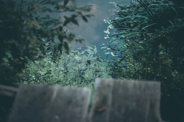 Ormanda Sakin Bir Göl — Stok fotoğraf