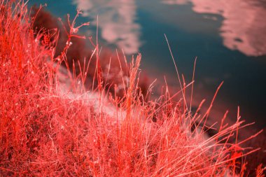 Yüksek pembe çimen arkaplan dokusu