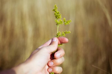 Çimen arka planında karınca olan bir bitki.