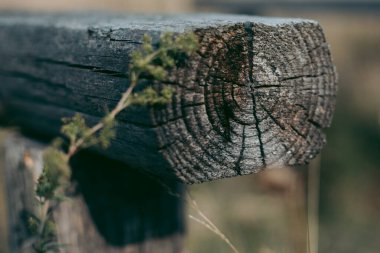 Sonbaharda tarlada eski ahşap kütük