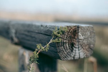 Kütüğün yanındaki çimlerde karıncalar
