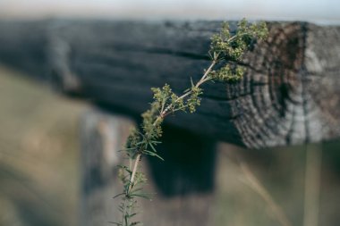 Kütüğün yanındaki çimlerde karıncalar