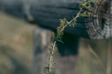 Kütüğün yanındaki çimlerde karıncalar
