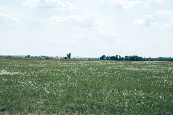 Campo Verde Con Hierba Cielo Con Nubes — Foto de Stock