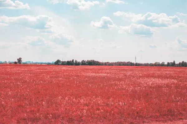 Campo Verano Rosa Paisaje Tiempo Brillante — Foto de Stock