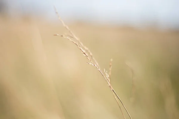 Alto Fundo Grama Amarela Outono — Fotografia de Stock