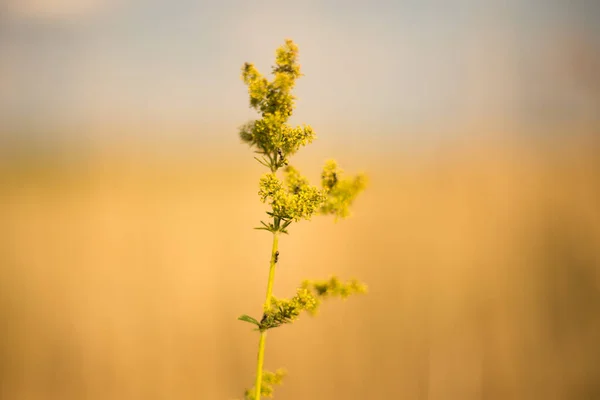 Ameisen Auf Der Pflanze Mit Gelbem Hintergrund — Stockfoto