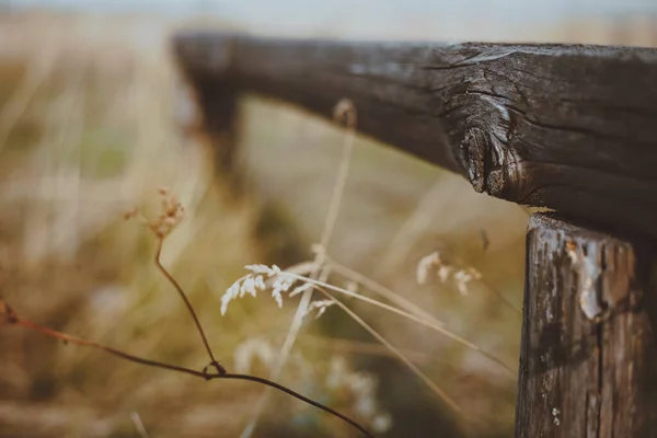 Stare Drewniane Kłody Polu Jesienią — Zdjęcie stockowe
