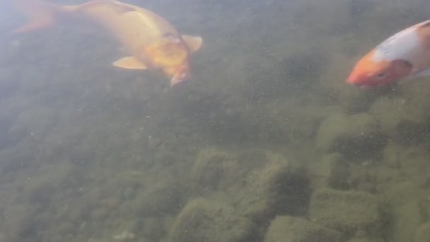 White Red Carps Swim Clear Water — Stock Video