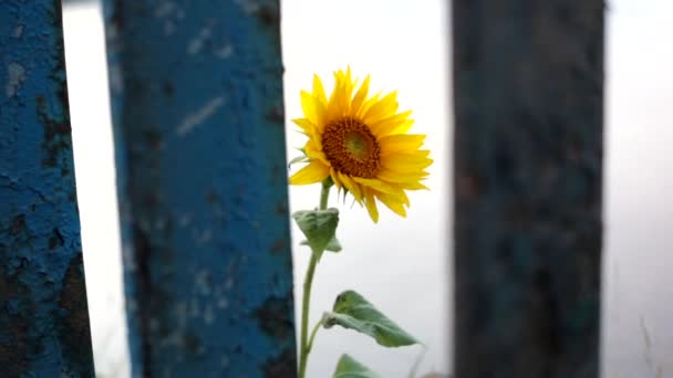 Indah Bunga Matahari Cerah Belakang Pagar Tua Berkarat Biru — Stok Video