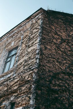 Andreevsky Descent 'teki binanın ön cephesine tırmanan sarmaşık.
