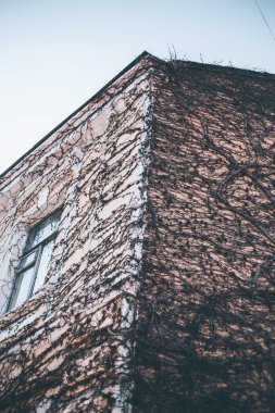 Andreevsky Descent 'teki binanın ön cephesine tırmanan sarmaşık.