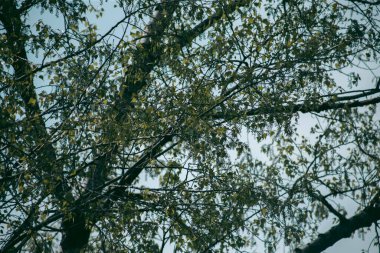 Baharda güpegündüz bir ağacın yeşil yaprakları